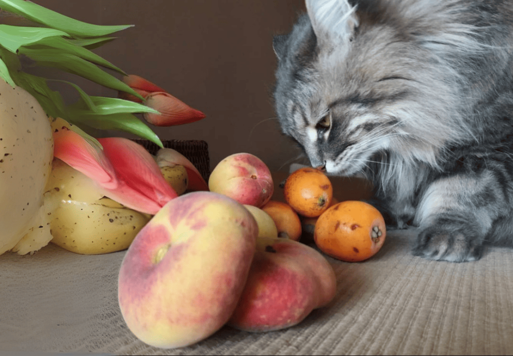 Dietista y Nutricionista